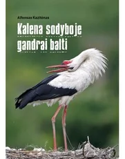Kalena sodyboje gandrai balti